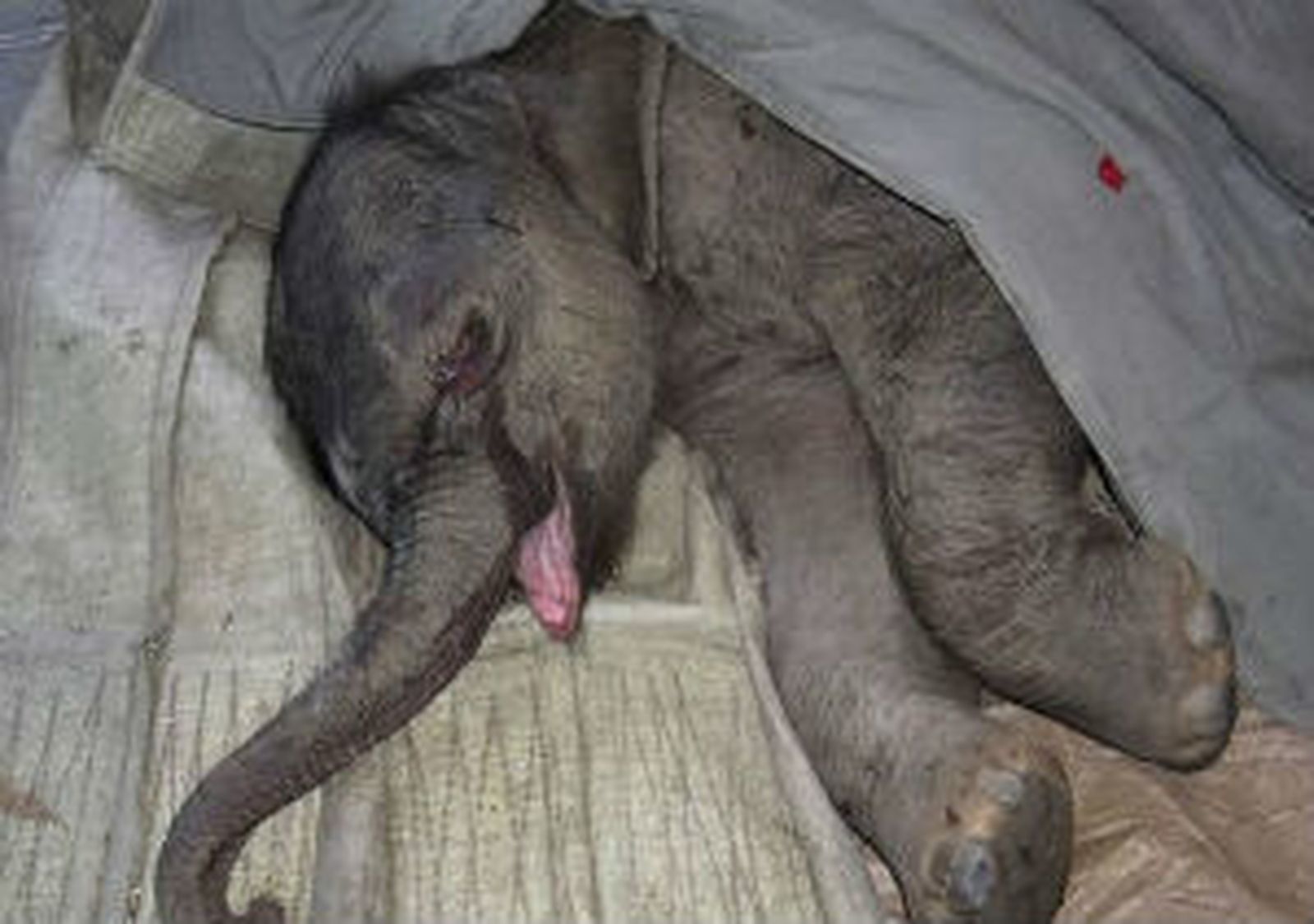 Bebé Elefante