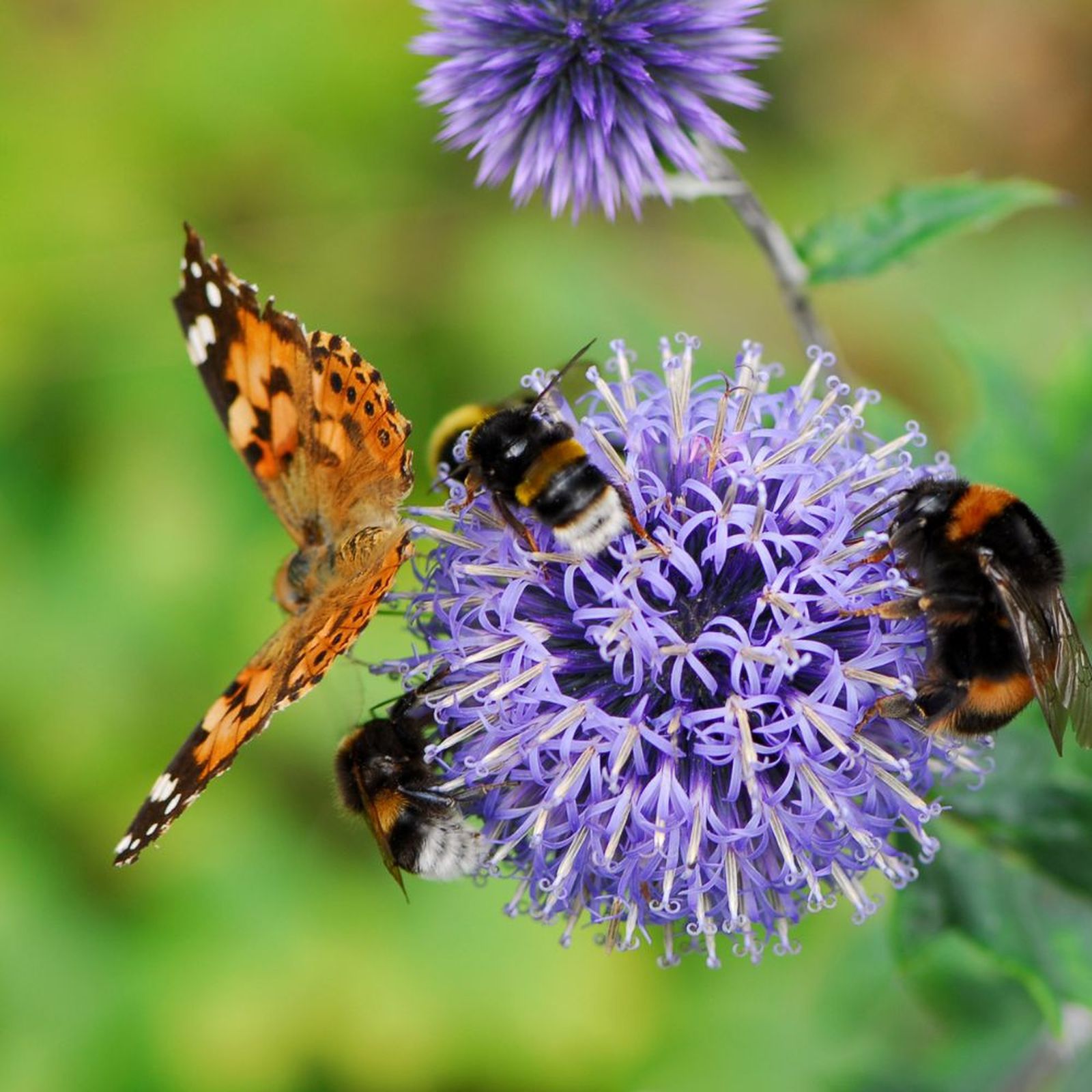 Abejas y mariposa en la flor de un cardo