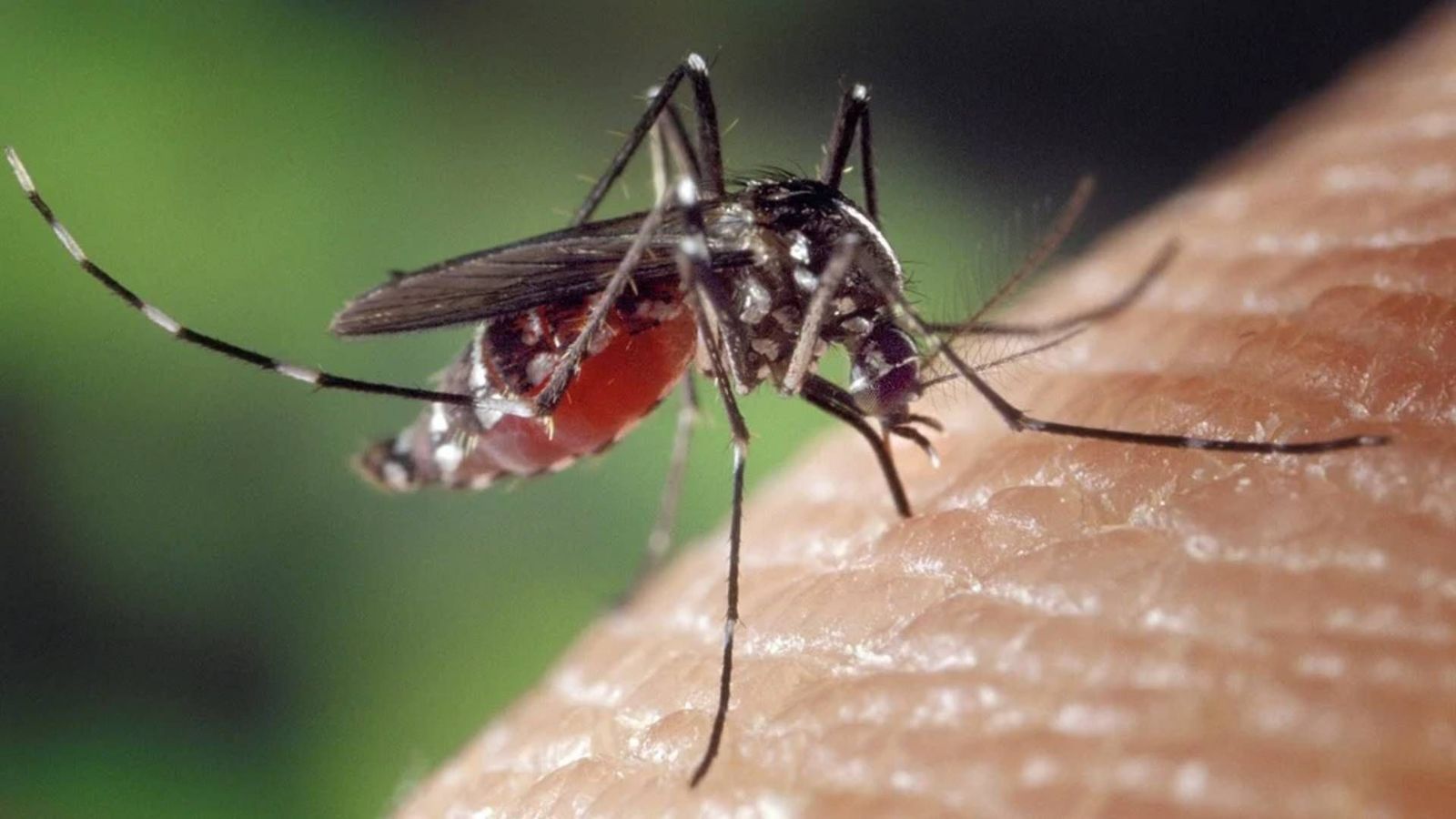 Consejos para evitar las picaduras de los mosquitos