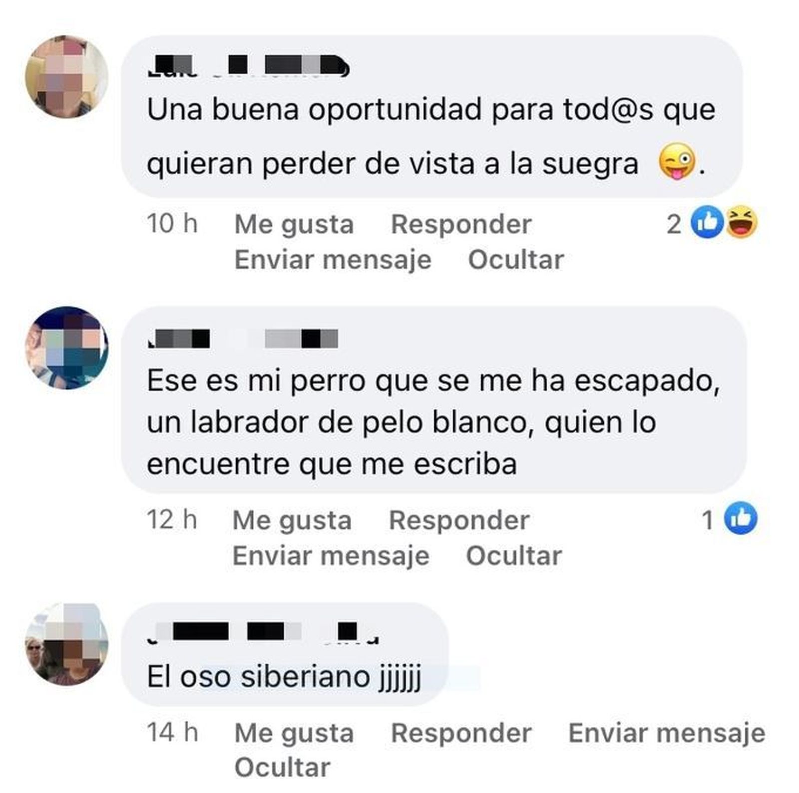 Meme felino