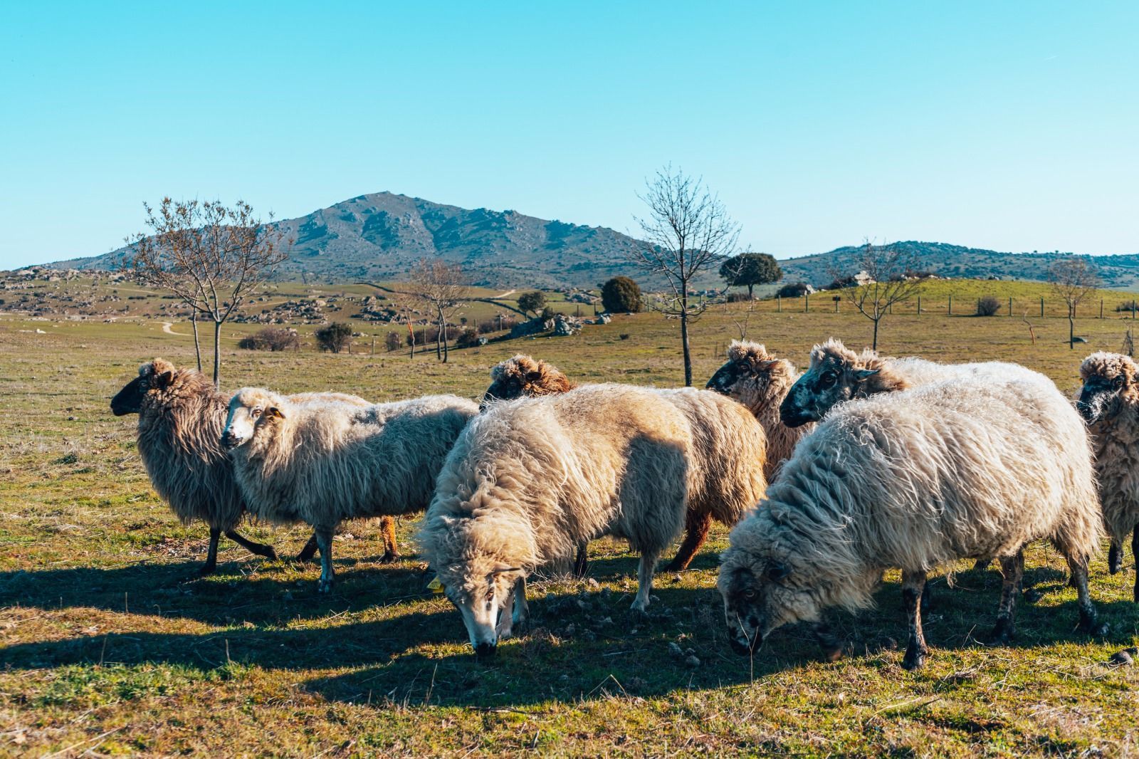 Ovejas colmenareñas pastando