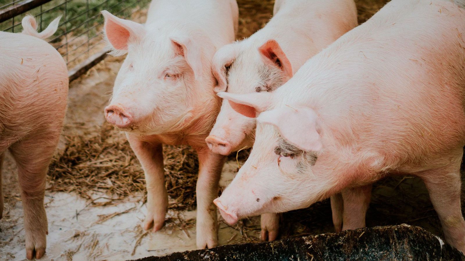 Alertan de una cepa de la gripe porcina potencialmente peligrosa para el ser humano