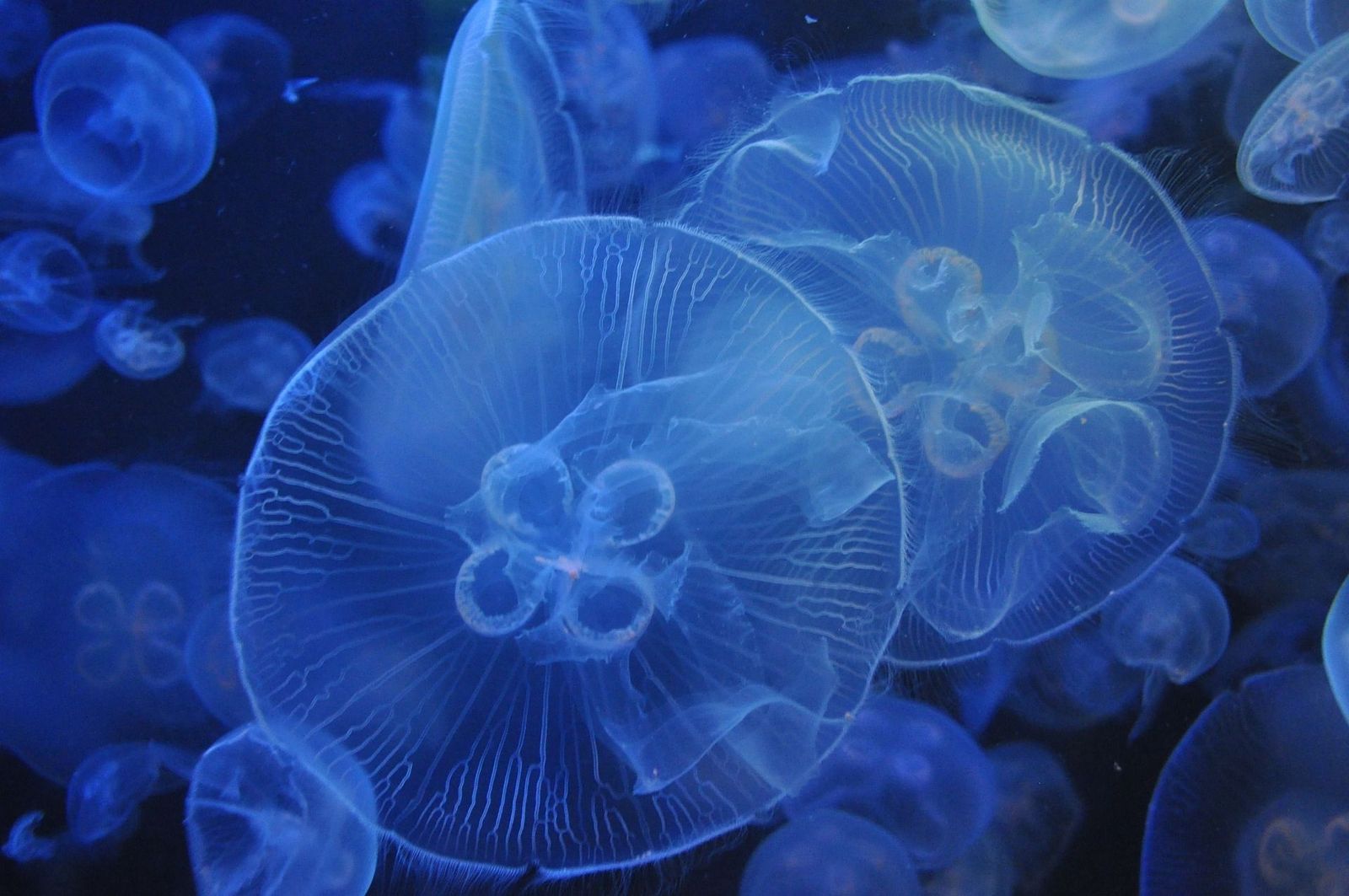 Con la altas temperaturas aumenta también el número de medusas en nuestras playas