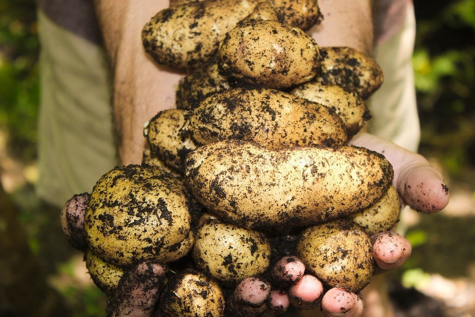 Profesiones con futuro: Agricultura ecológica