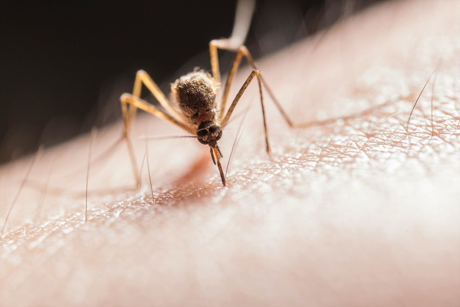 Mosquito trasmisor del virus del Nilo