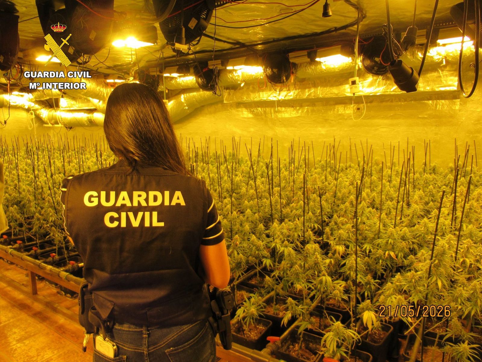 Dos detenidos en Navacerrada por cultivar más de 700 plantas de marihuana en una plantación indoor