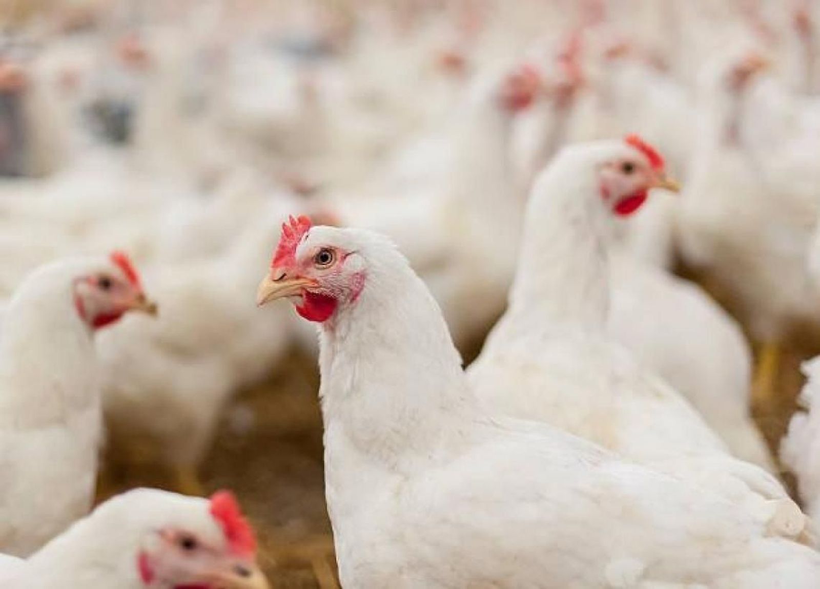 Alerta por gripe aviar: estos son los 16 municipios de Madrid que han confinado a sus gallinas