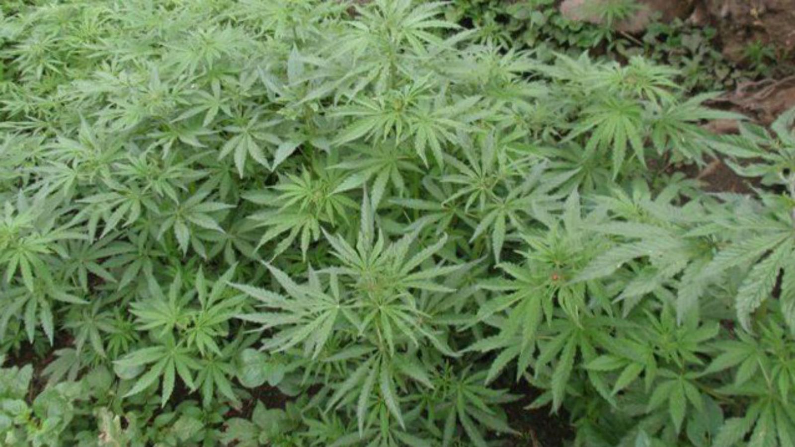 Marihuana