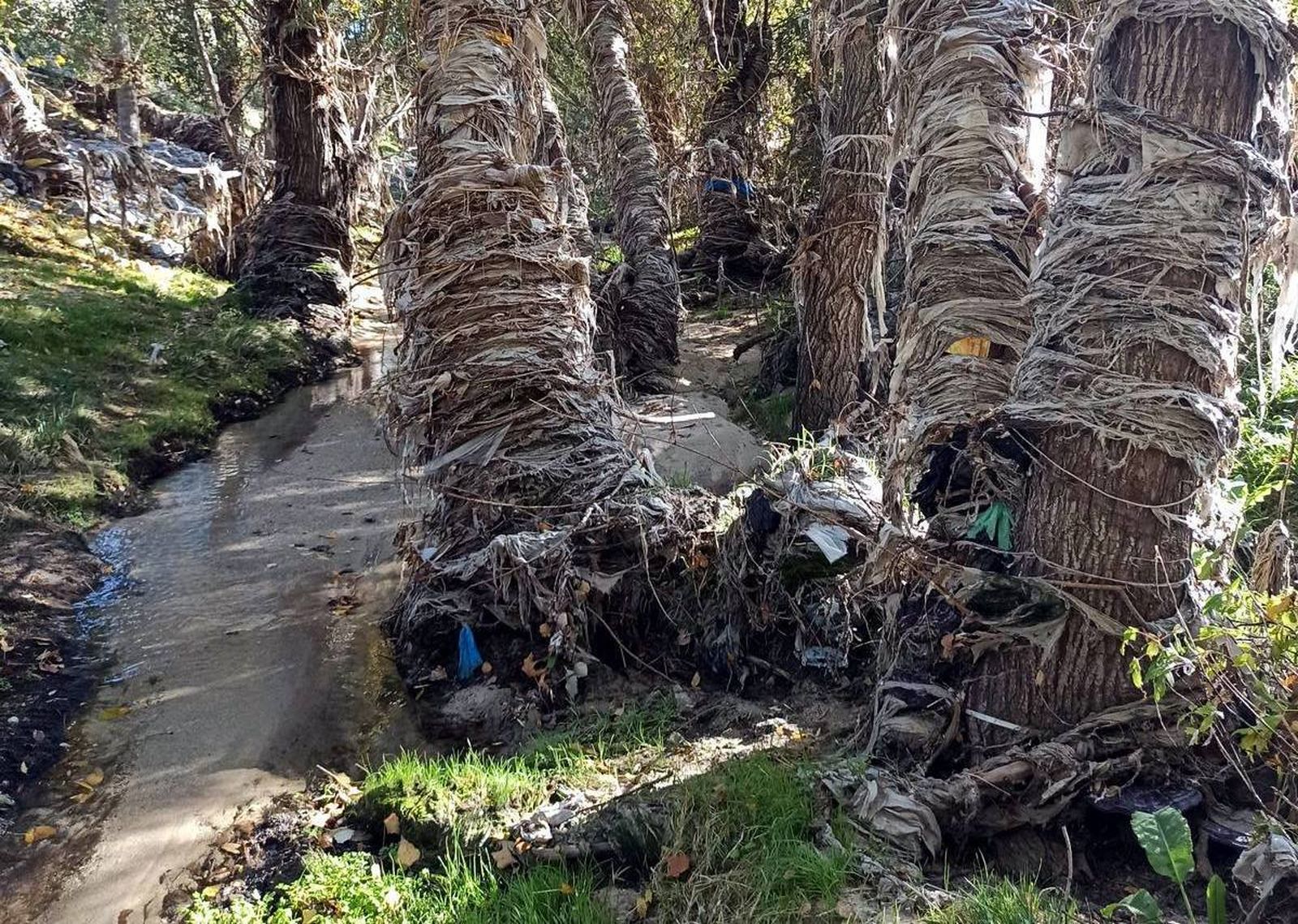 Miles de toallitas y otros productos rodean los árboles del arroyo Valdebebas que desemboca en el río Jarama
