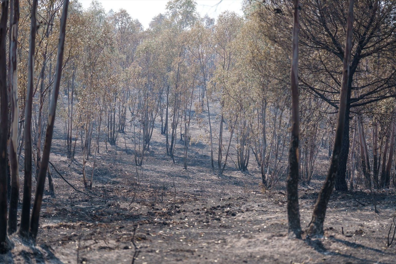 Sigue sin controlarse el incendio de Niebla (Huelva) con 25.000 hectáreas afectadas