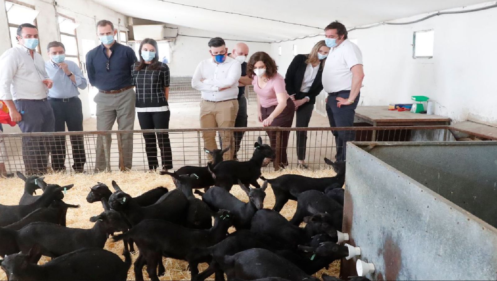 Los reyes Felipe VI y Letizia apoyan a los ganaderos en San Martín de la Vega