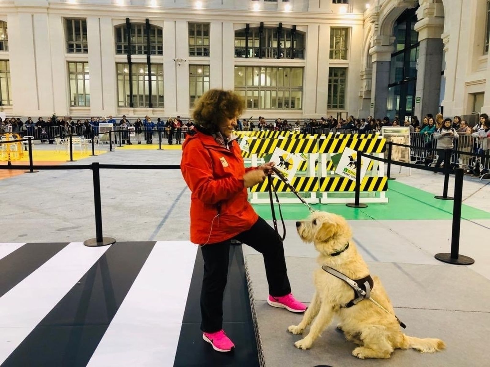 Perro guía de la ONCE en una exhibición