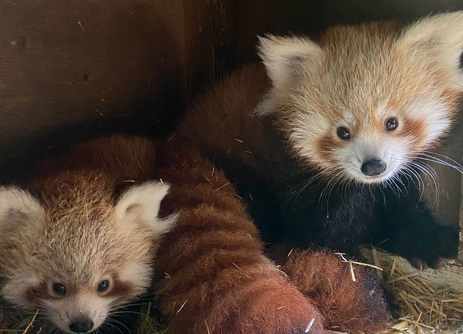 El Zoo de Madrid celebra el Día del Panda Rojo con el nacimiento de dos crías