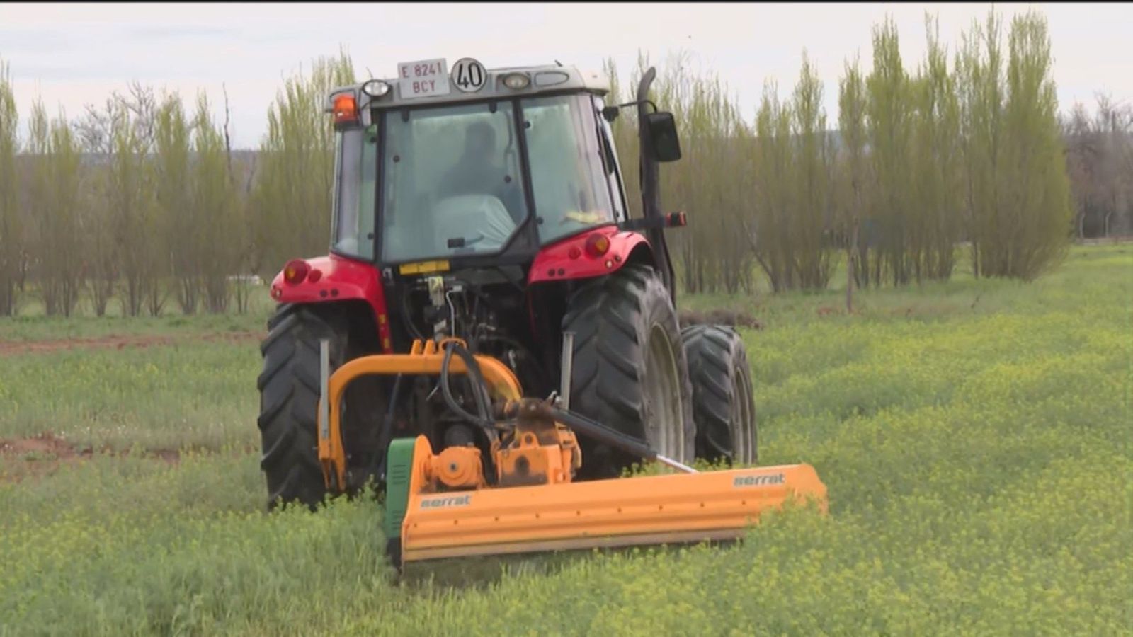 Las fincas del IMIDRA se preparan para producir más maíz para evitar el desabastecimiento