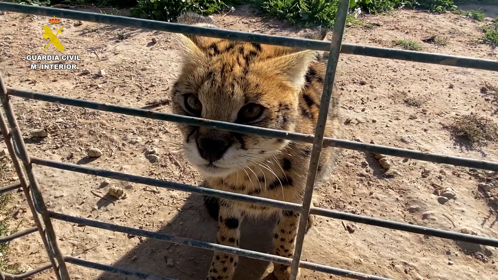 Uno de los felinos intervenidos por la Guardia Civil