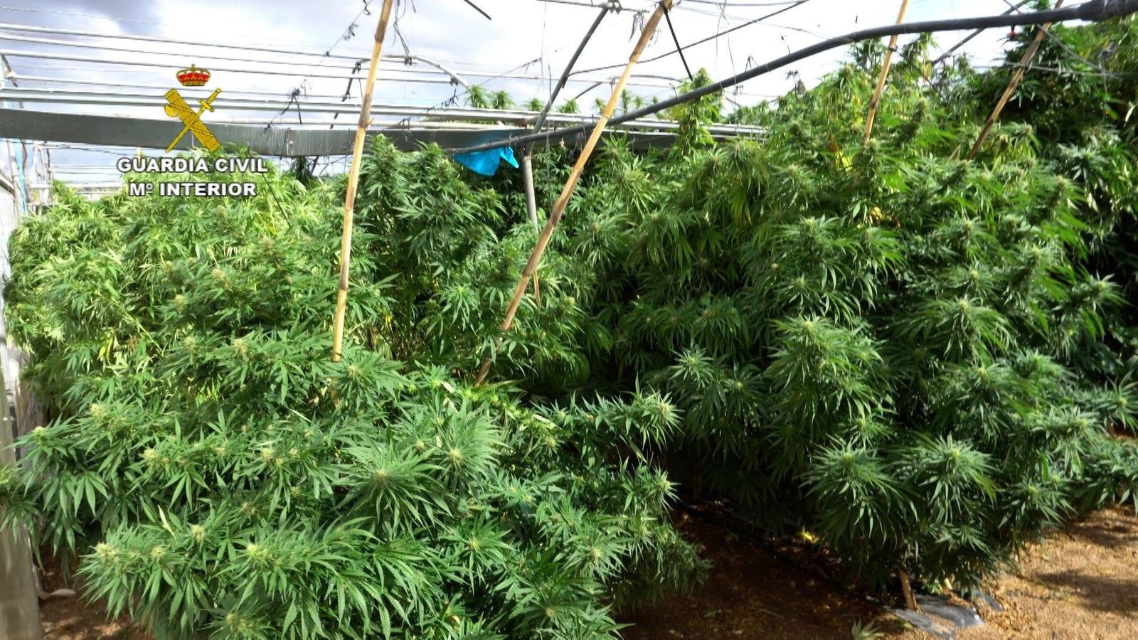 Villa del Prado, epicentro de una trama que engañaba a agricultores para cultivar marihuana