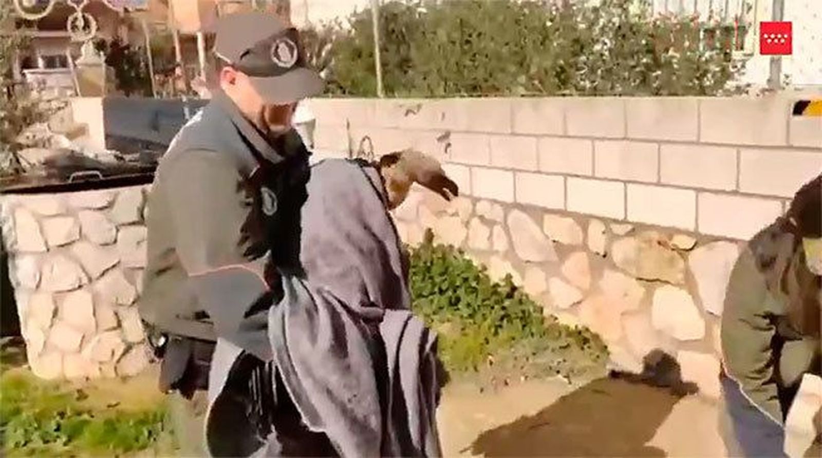 Agentes forestales capturan un buitre leonado herido para trasladarlo al Centro de Recuperación de Fauna