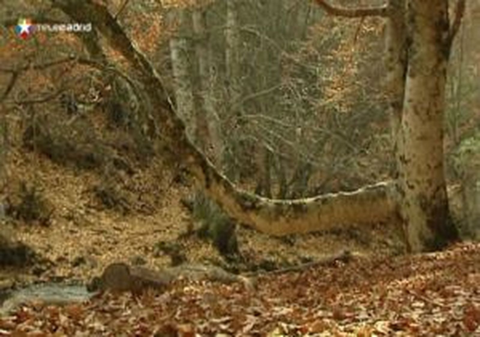 Un plan para fomentar el emprendimiento y el turismo en torno al Hayedo de Montejo