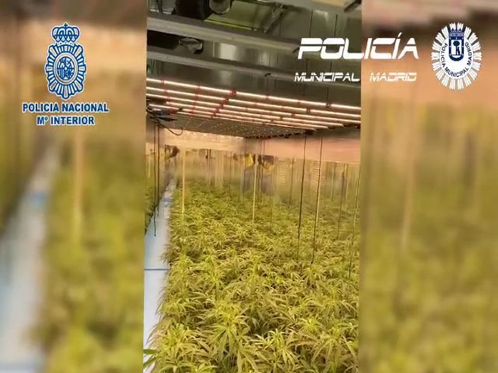 Desmantelan un cultivo de marihuana en el desahucio de una casa en Ciudad Lineal
