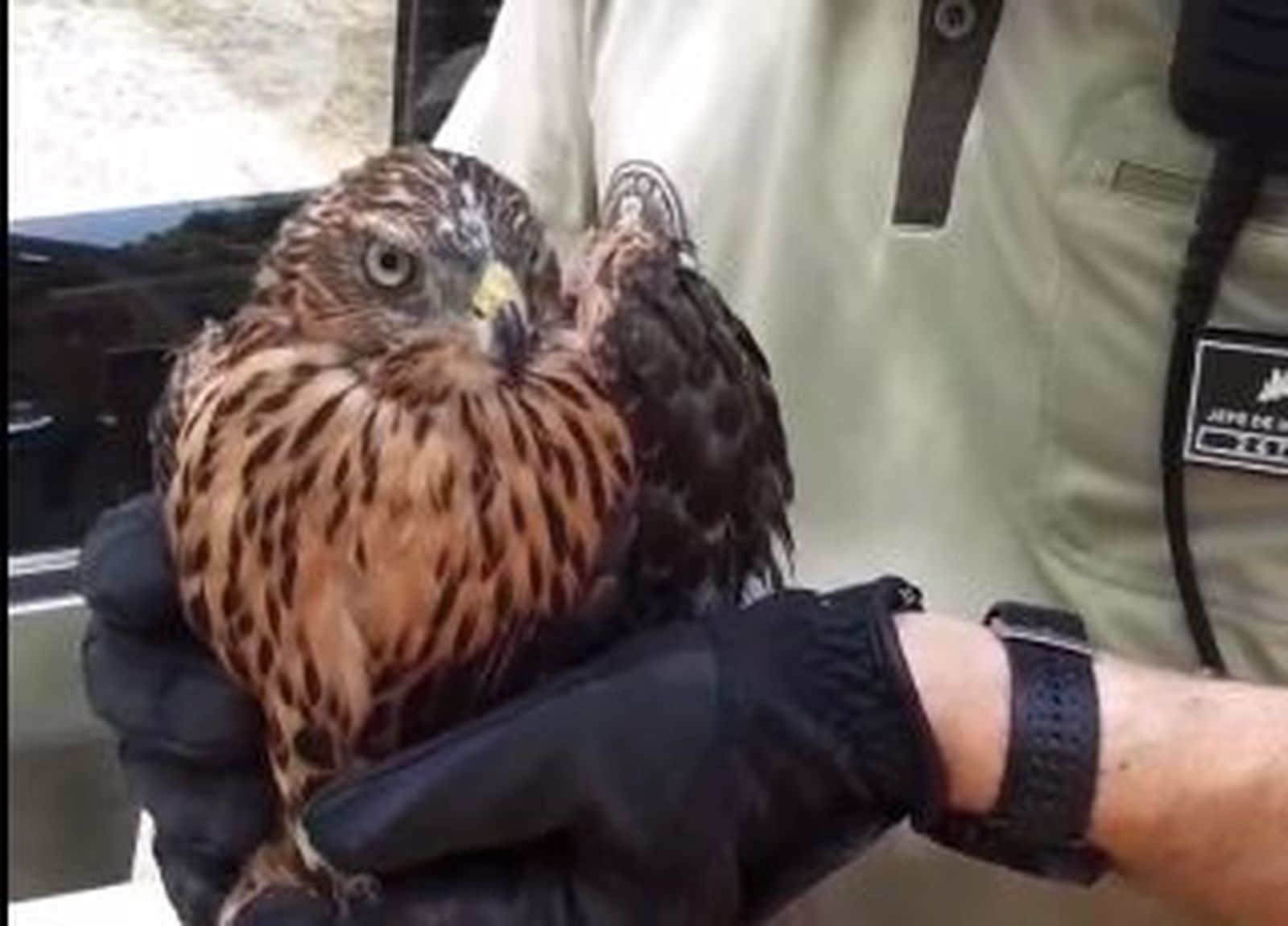 Rescatan un pollo de azor que sufrió un golpe de calor