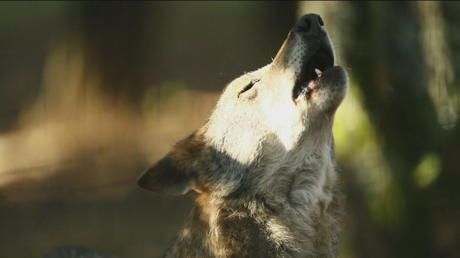 El lobo ibérico sigue en situación desfavorable, según el nuevo censo del Gobierno