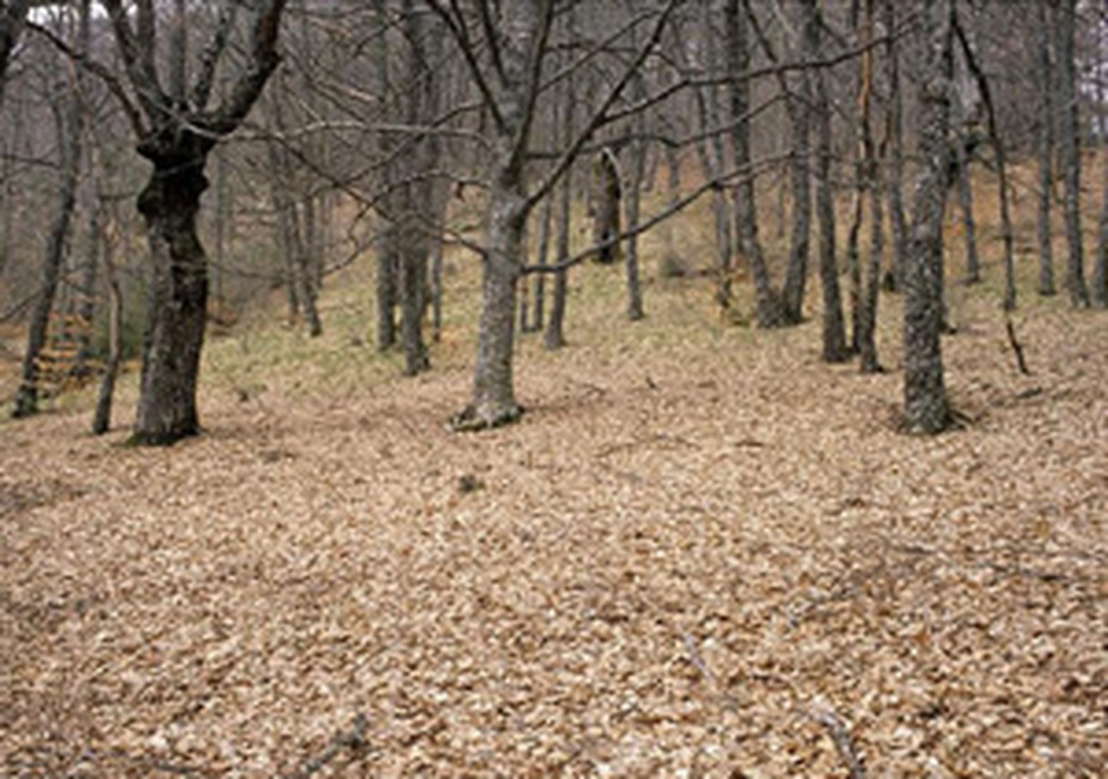 viapecurias_Sierra_rincon