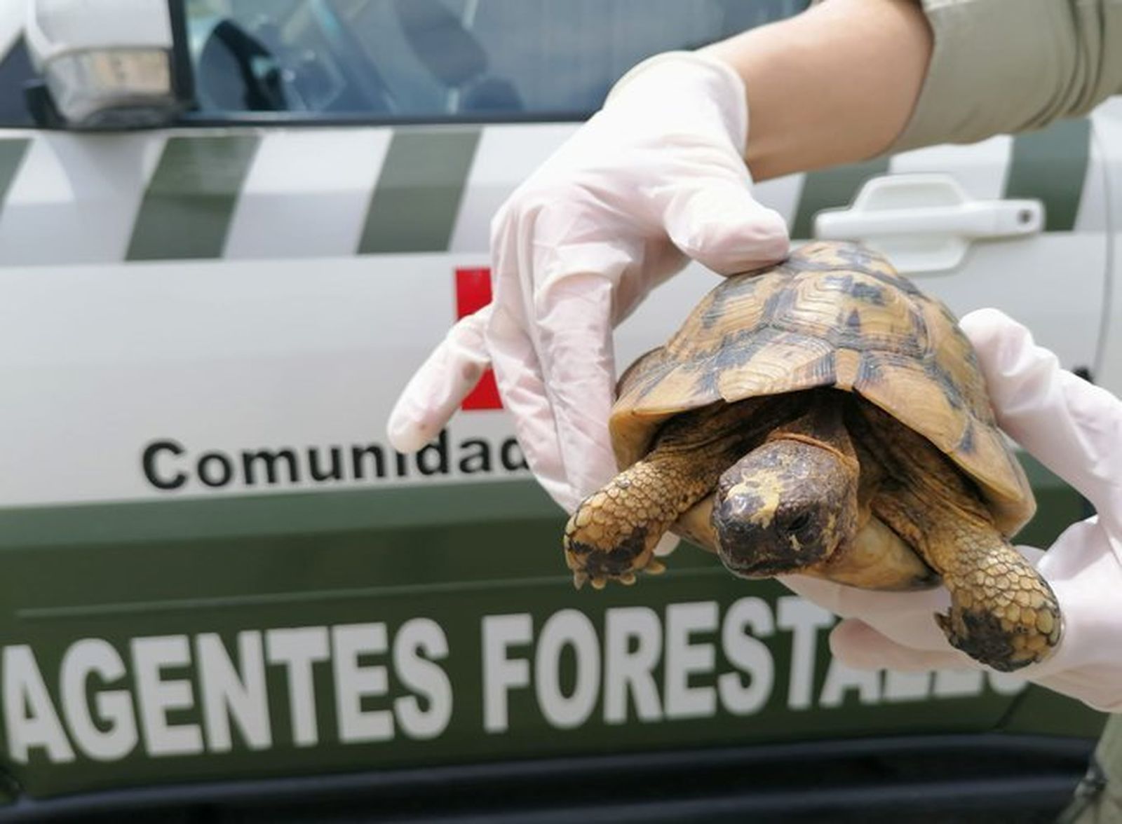 El ejemplar de tortuga mora recuperado por agentes forestales de la Comunidad