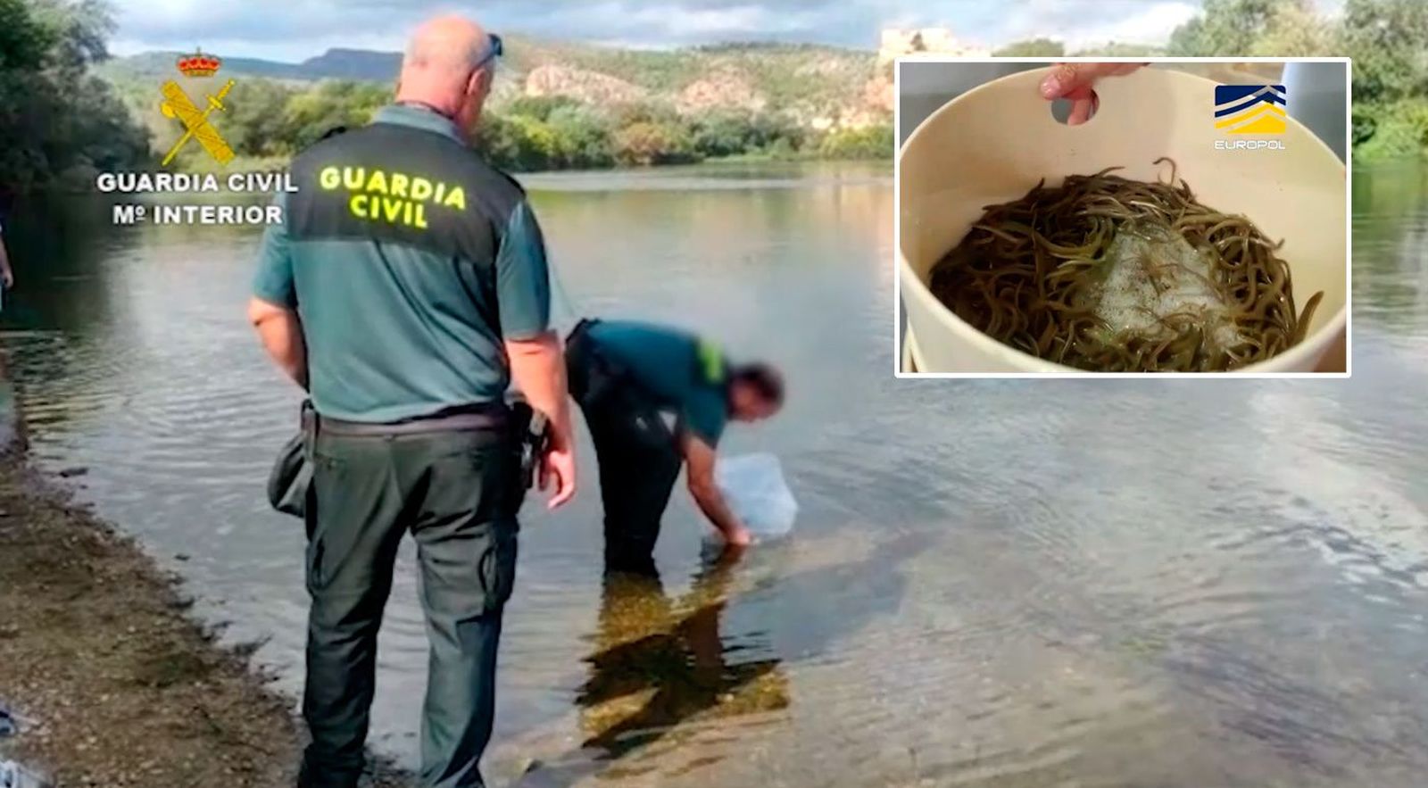 Golpe al tráfico de angulas en España: 29 detenidos y 180 kilos incautados en una macrooperación internacional