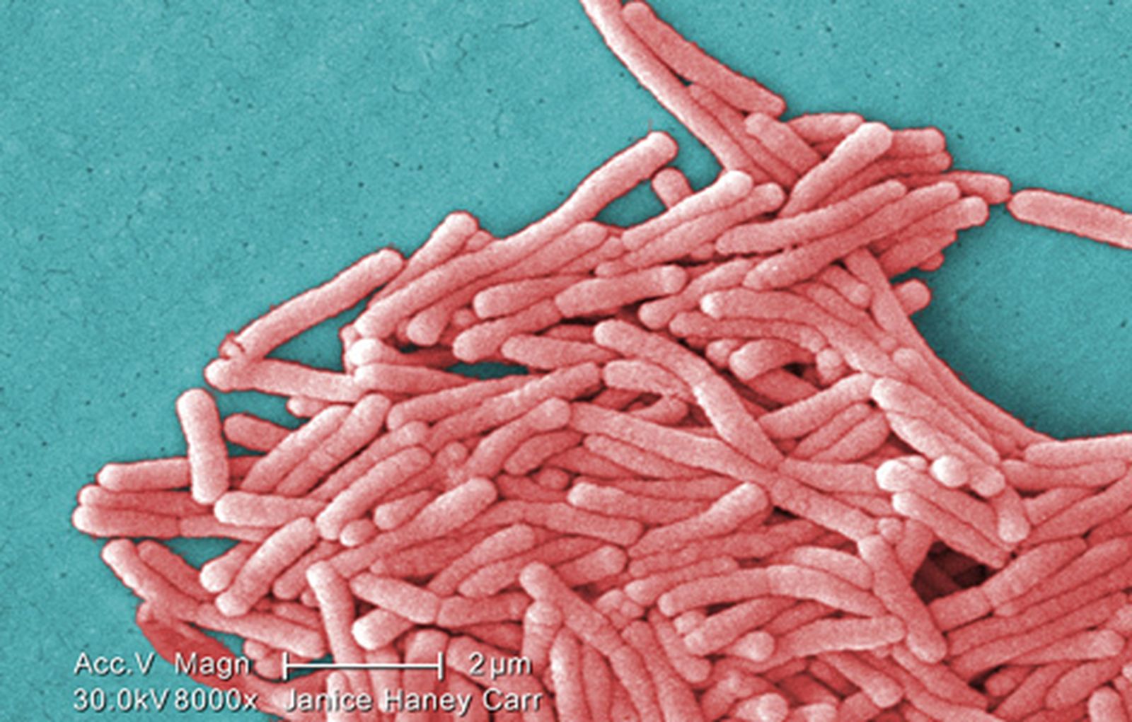 Legionella_pneumophila