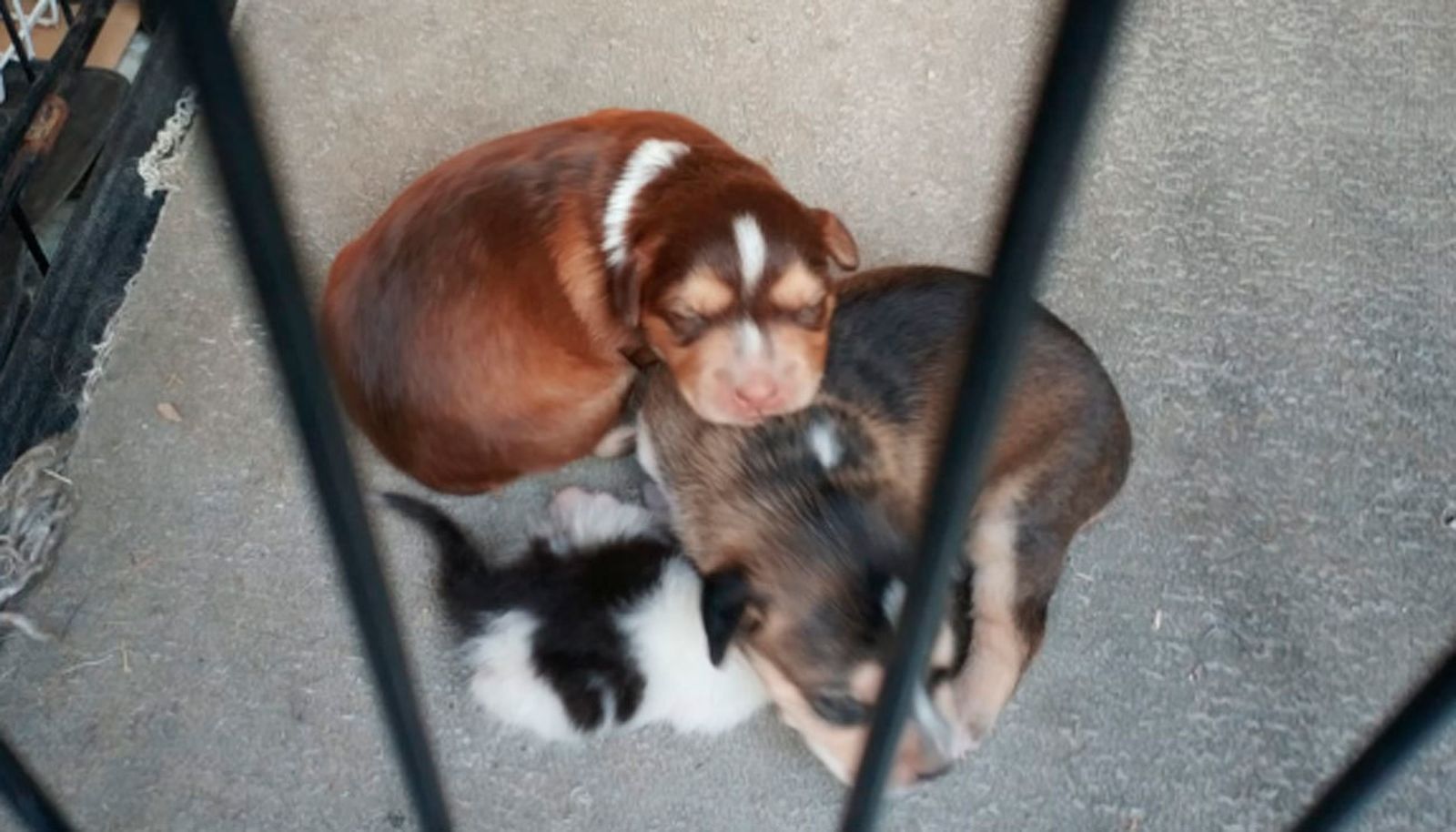 Impiden que un hombre arroje varios perros y gatos a las vías del tren en Getafe