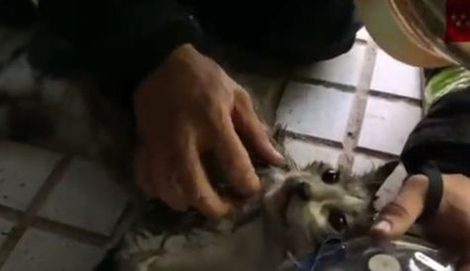 El gato, tras ser reanimado por los Bomberos