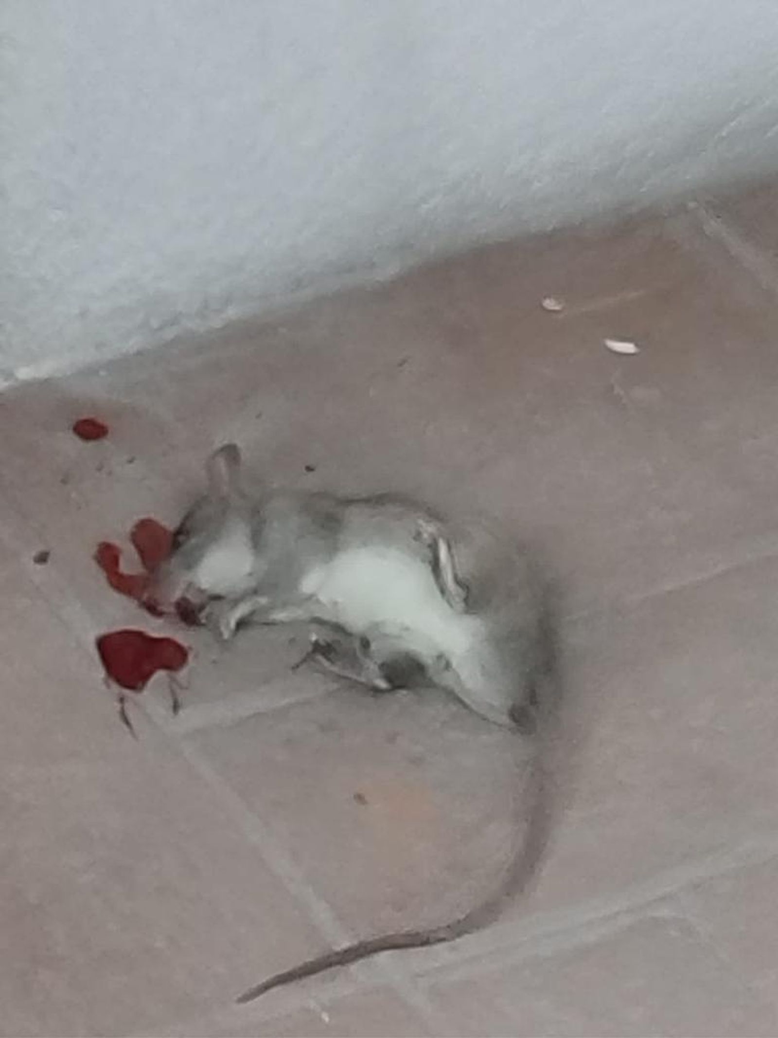 Una rata muerta en el entorno del Barrio de los Puertos, de Arganzuela
