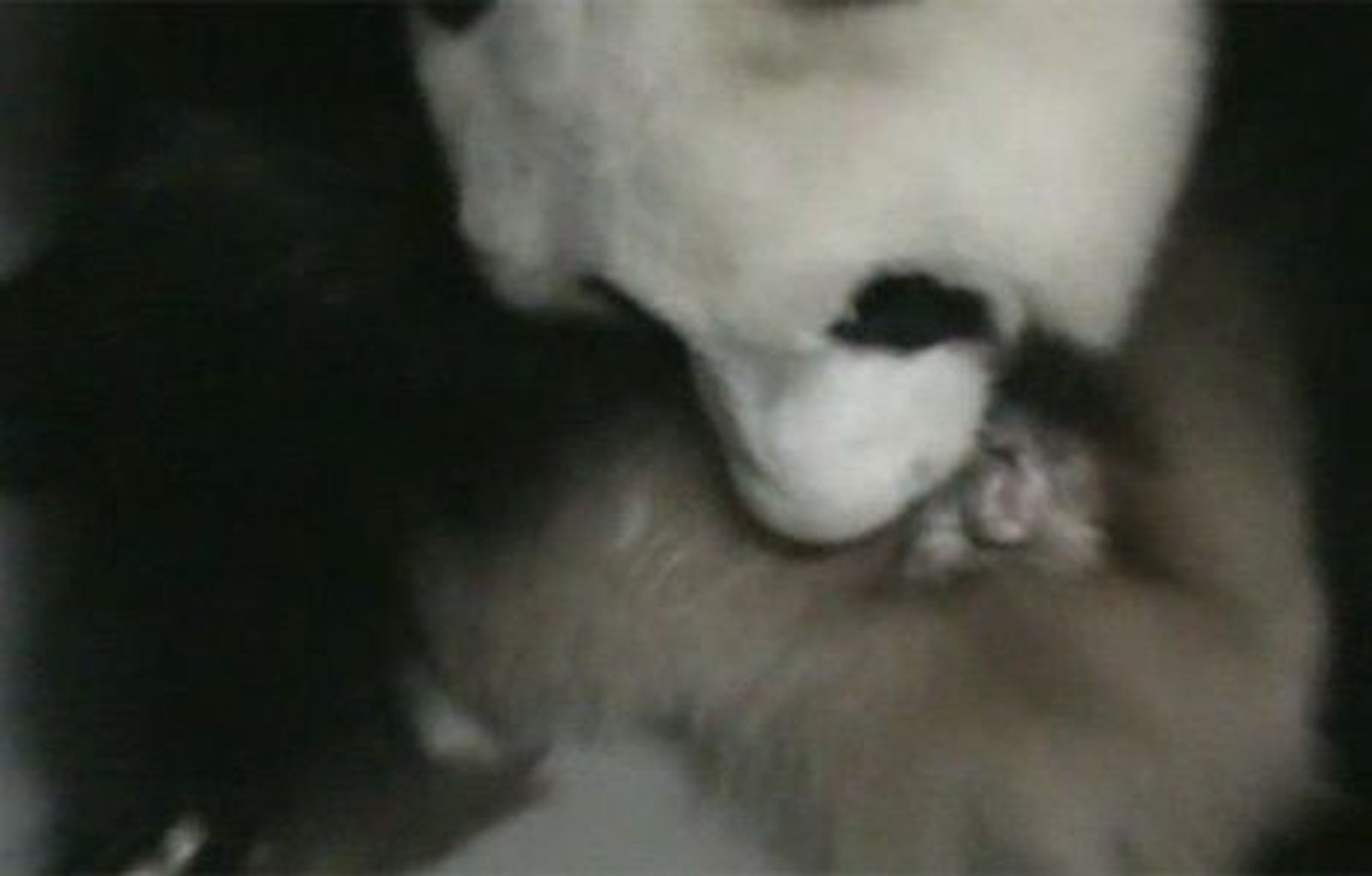 Nace un nuevo panda en el Zoo