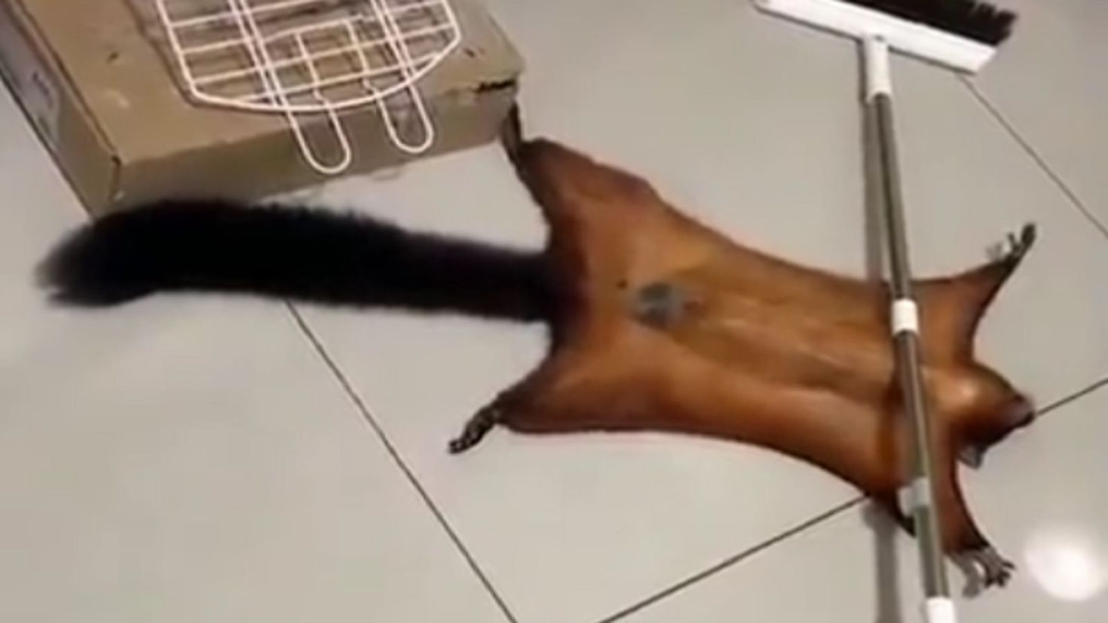 Ardilla finge su muerte