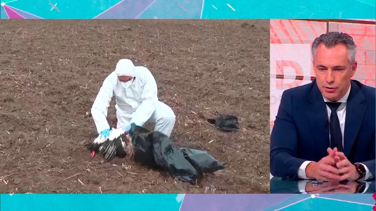 Novillo destaca que la gripe aviar no ha afectado "a ninguna granja avícola en la Comunidad de Madrid"