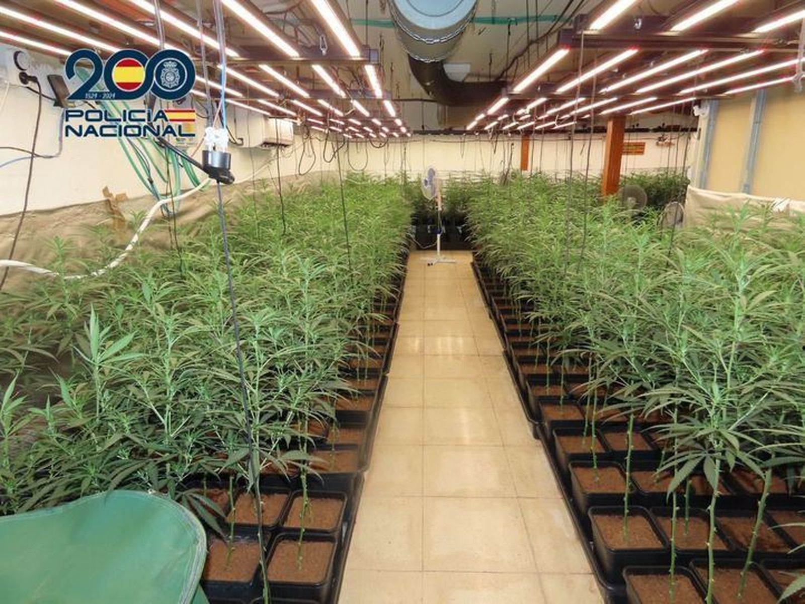 Plantación de marihuana en Aranjuez