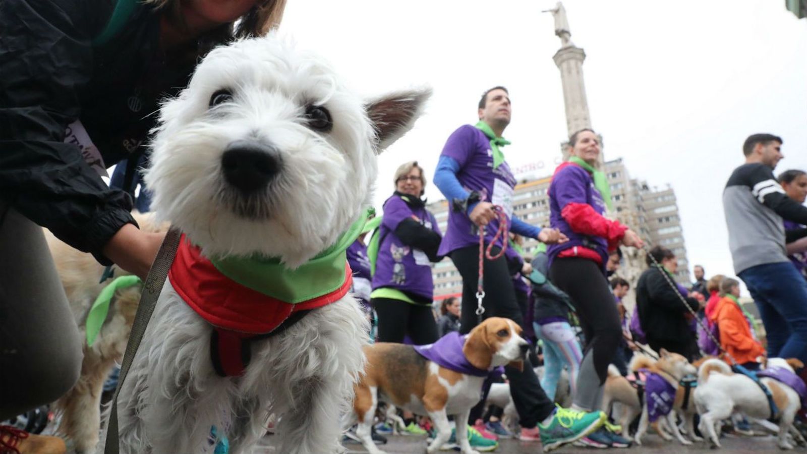 Participantes en una edición del 'Perrotón' madrileño
