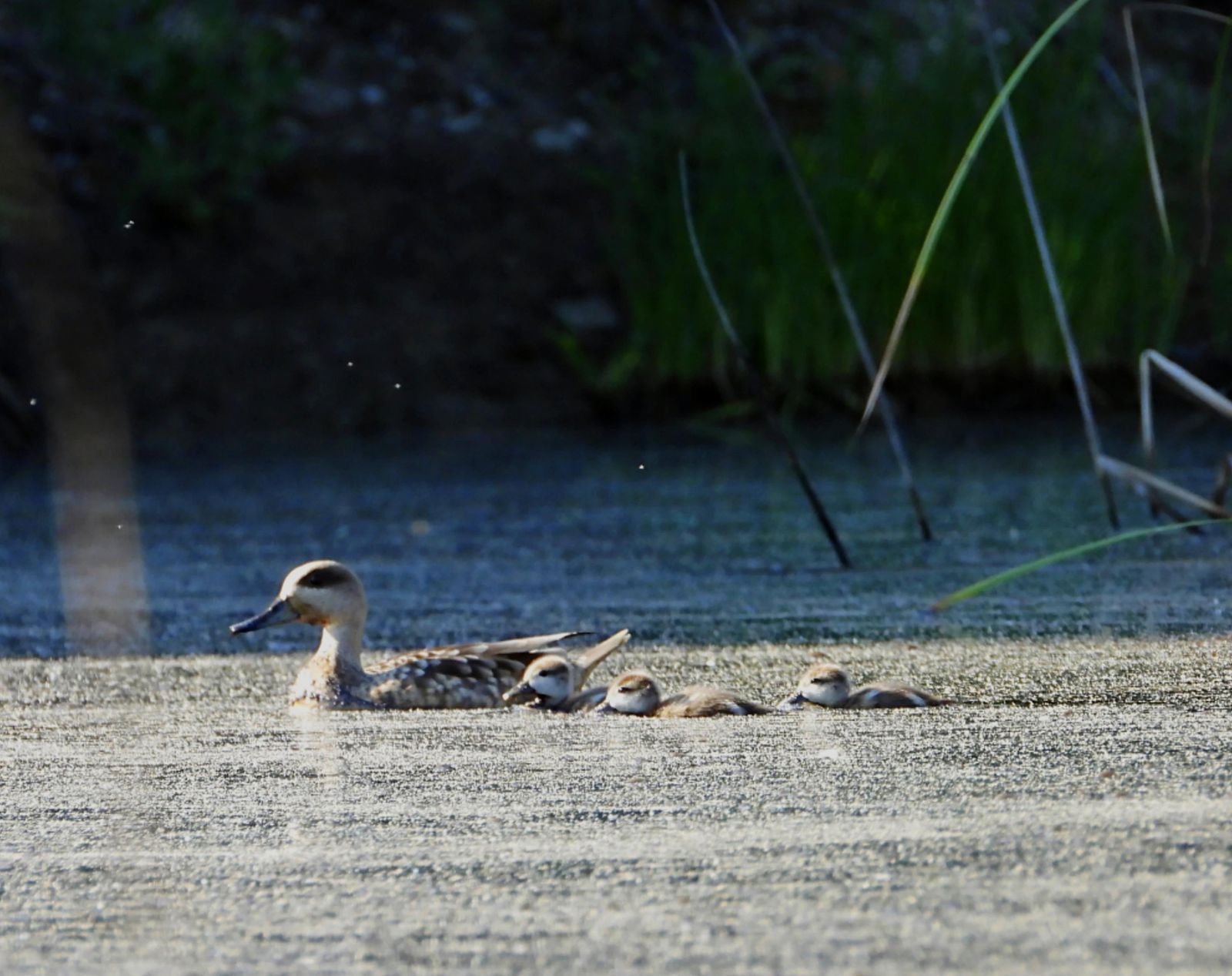 Una hembra de cerceta pardilla con 3 crías en la laguna de El Porcal, Rivas Vaciamadrid