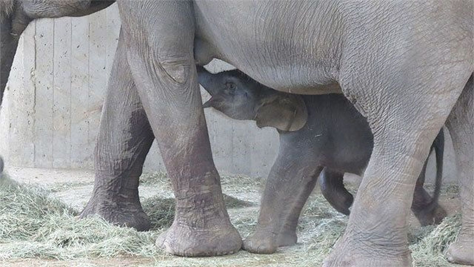 Nace una cría de elefante asiático de Sumatra en el Zoo de Madrid