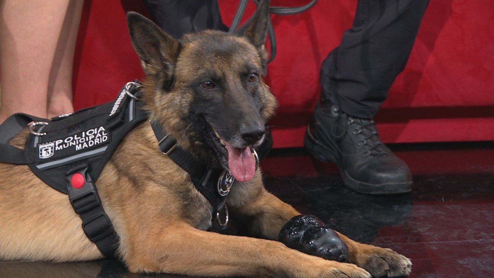 Adopta un héroe... de cuatro patas: conocemos la historia de Claus y Enco, perros policía