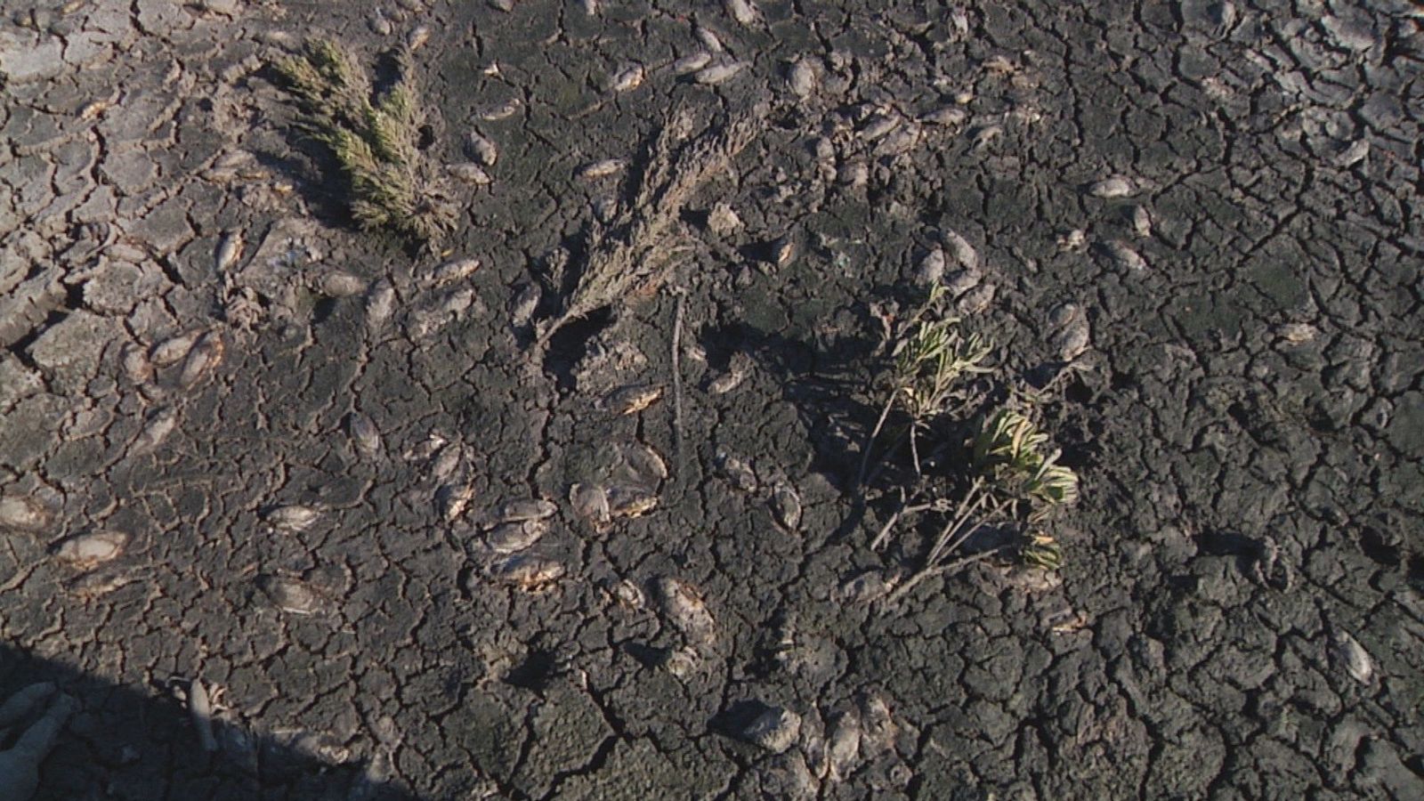 Los vecinos de Sanchinarro denuncian el abandono del parque de la Ría