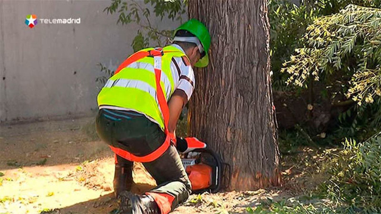 Plantar y regar un árbol en Madrid