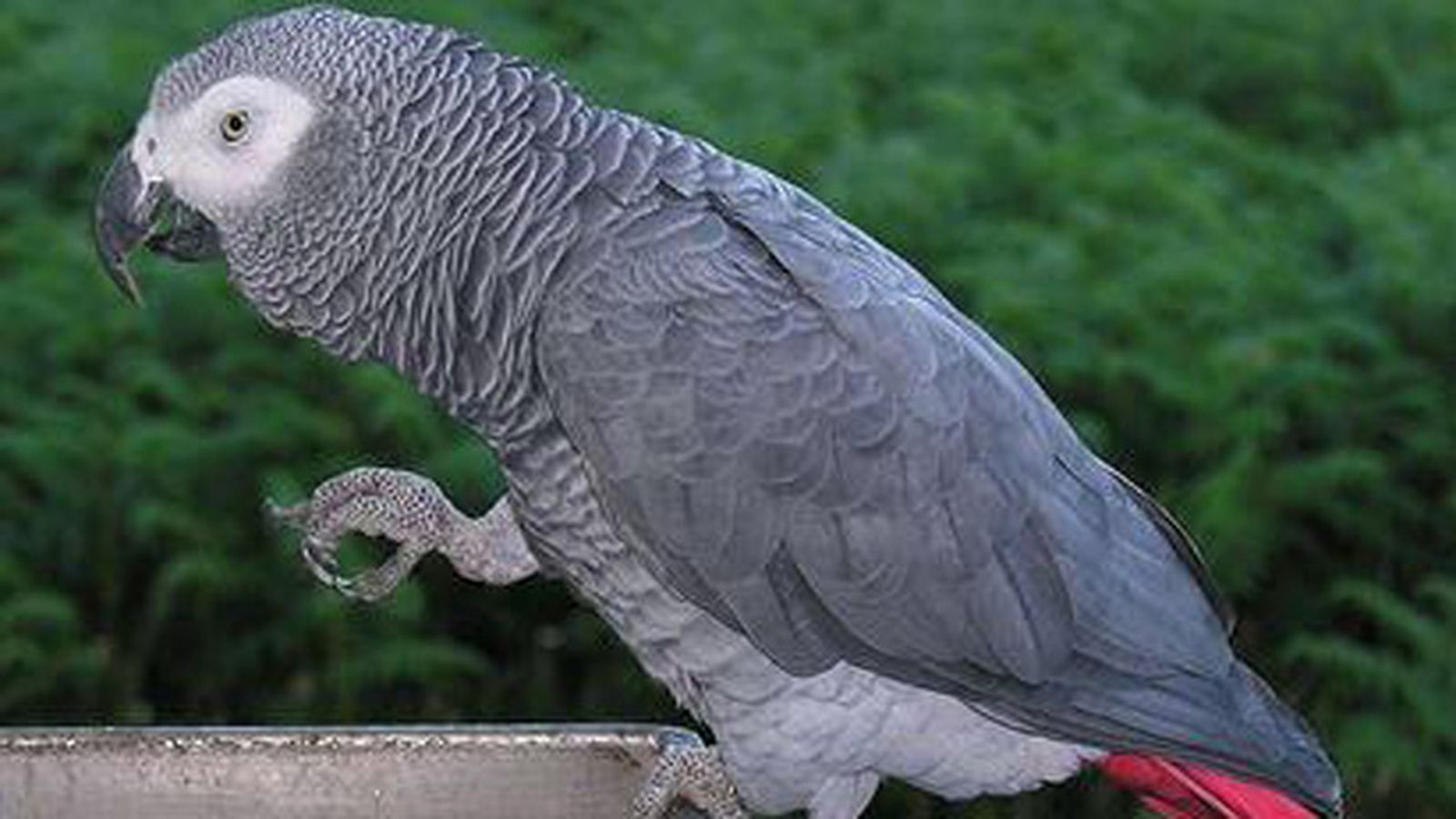 loro_2145