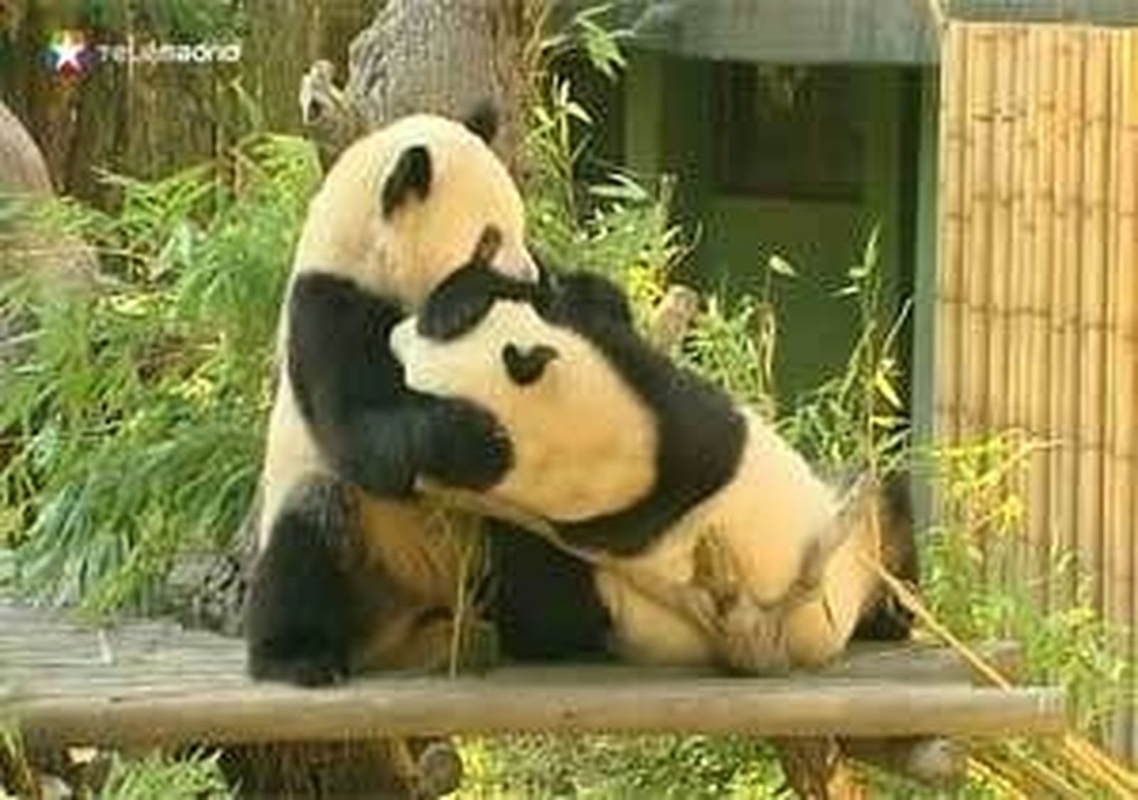 Zoo de Madrid dice adiós a las sus crías de Panda Gigante