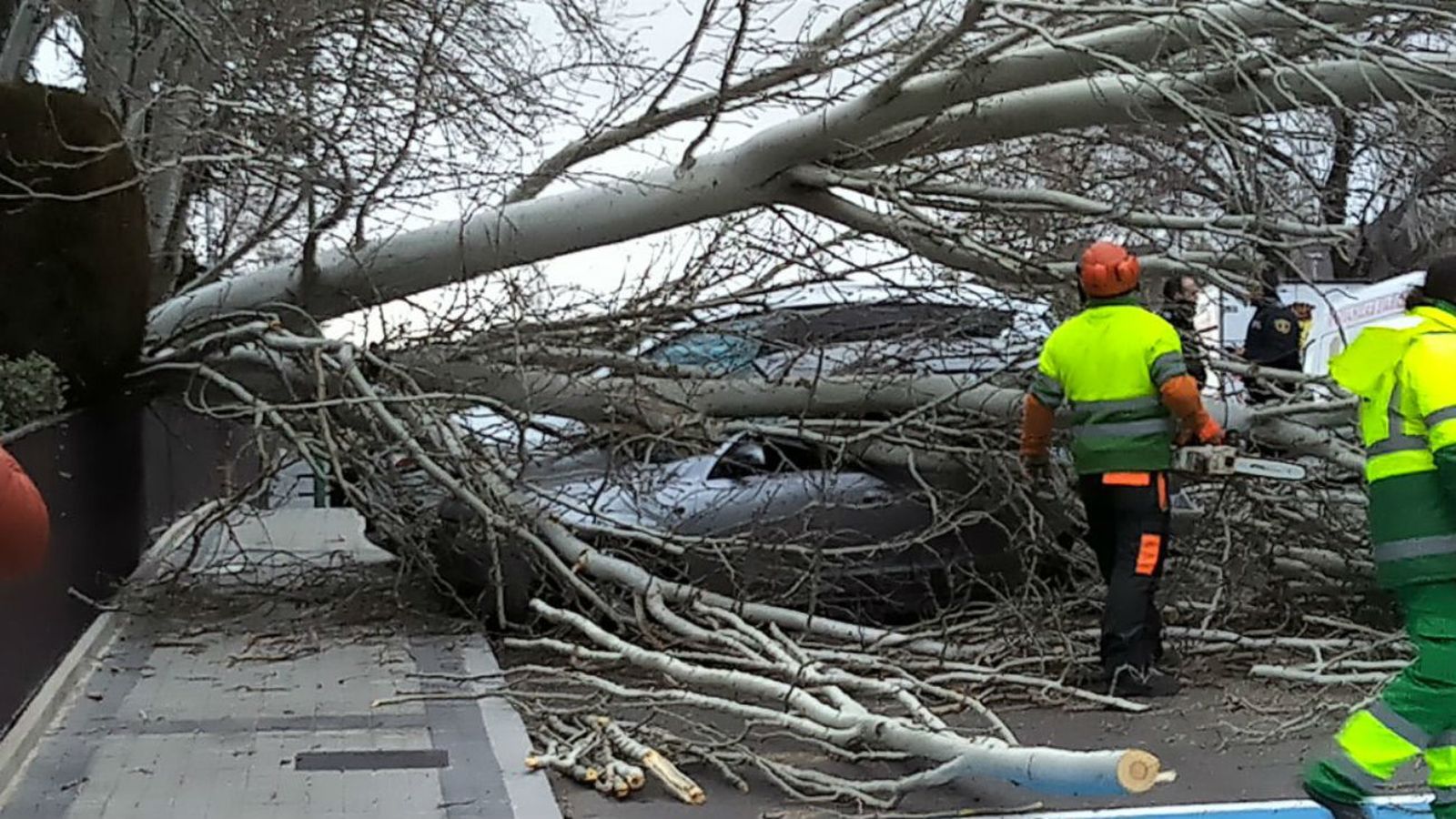 Caída de un árbol en Las Rozas (Foto: @_JMMS_)