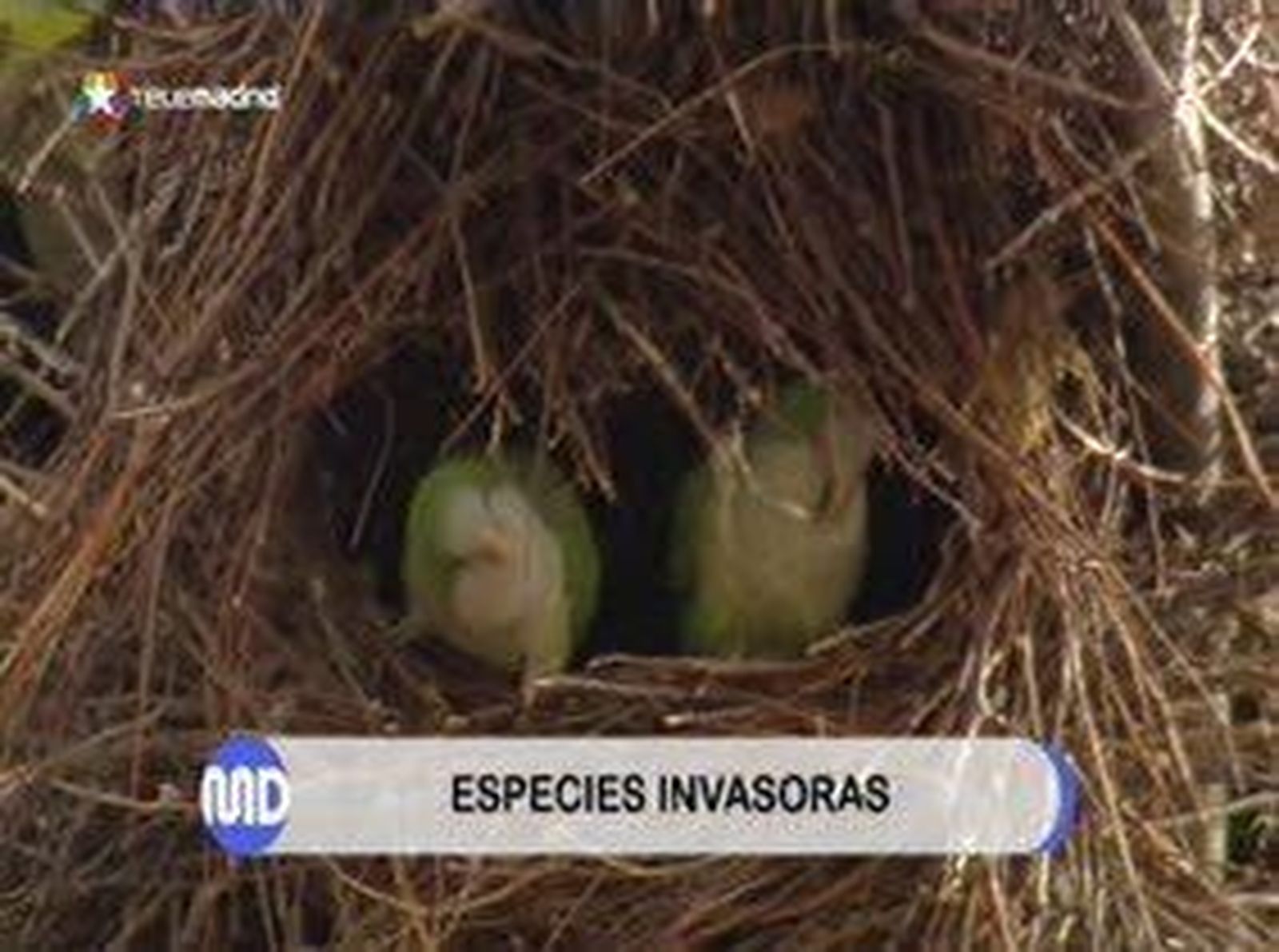 1711-md-cotorras-madrid.wmv