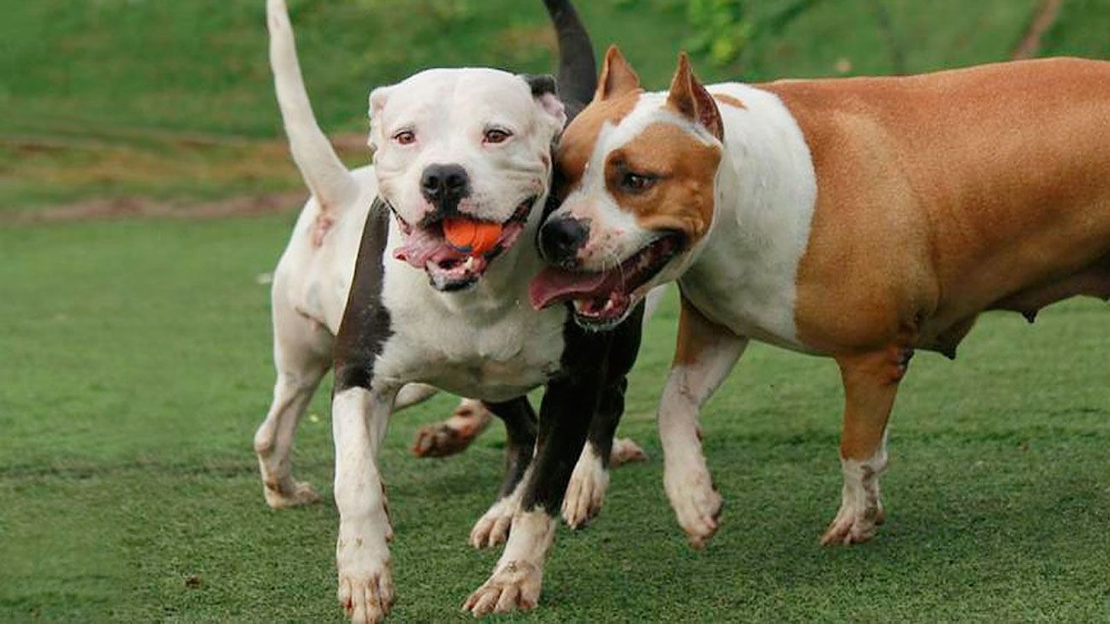 La responsabilidad de los dueños de perros peligrosos, bajo lupa