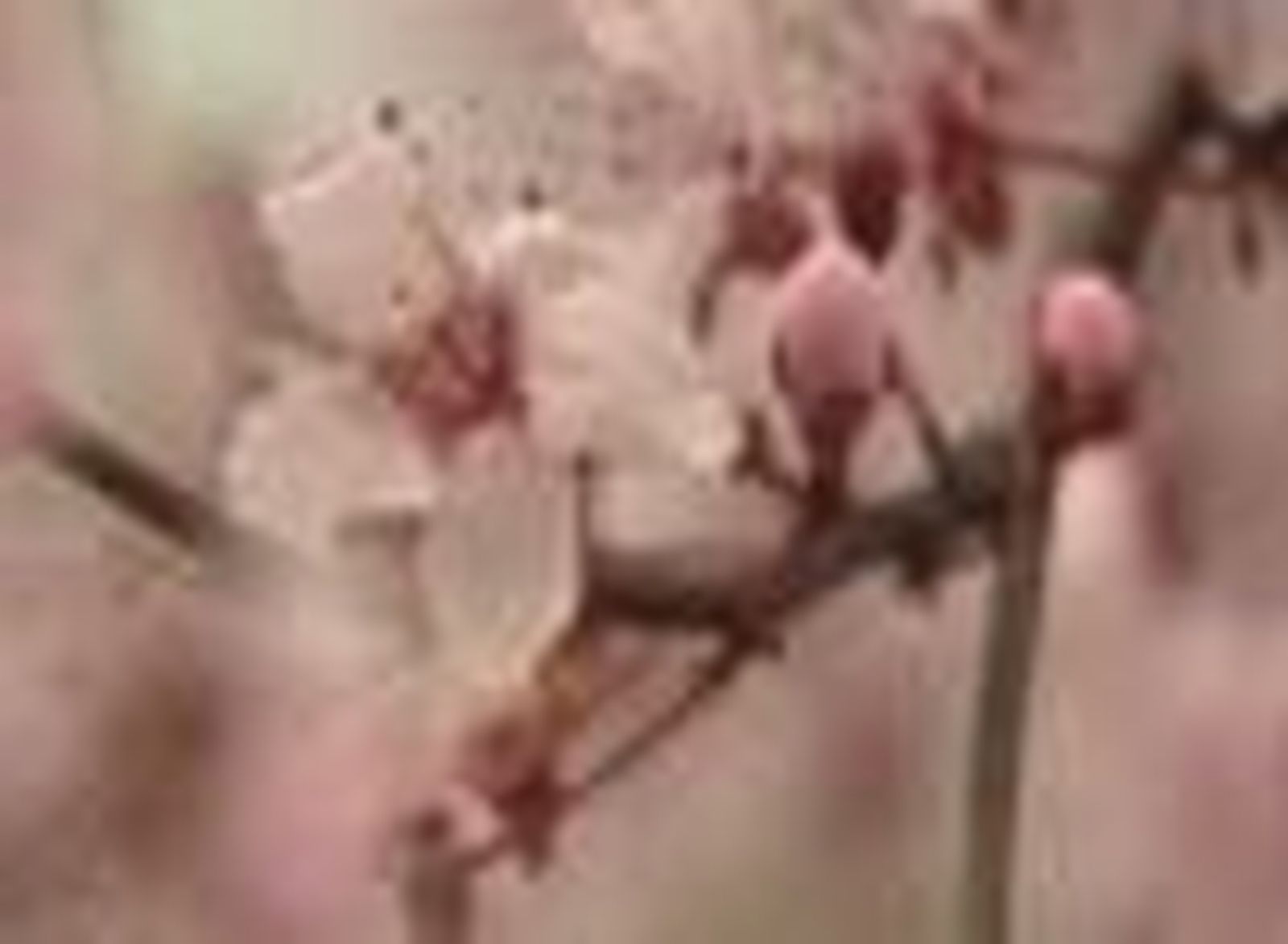 La primavera comienza este lunes a las 00.21 horas  y durará 92 días