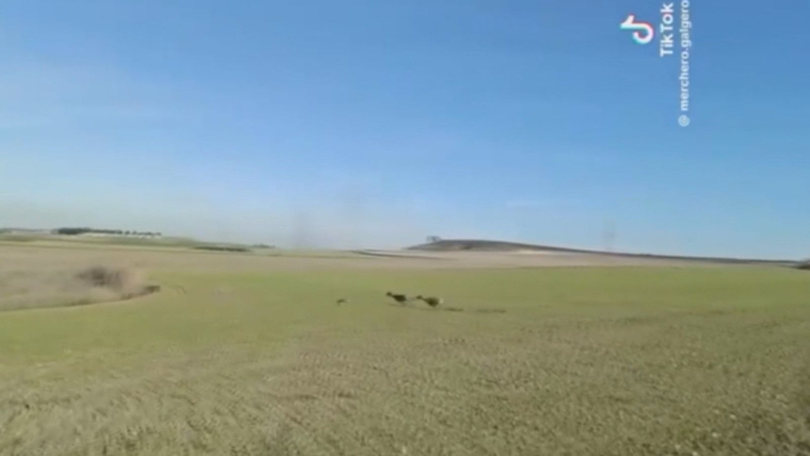 La Sagra madrileña, escenario de caza ilegal con galgos