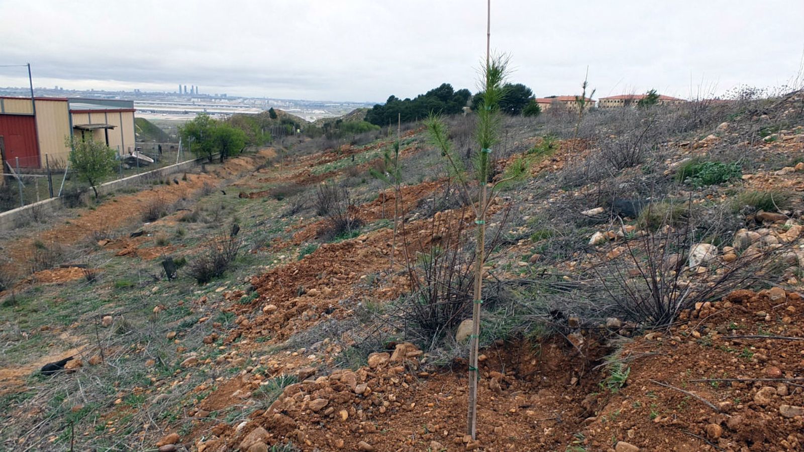 Plantación de árboles